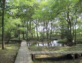 Isokawa Ryokuchi Park