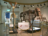 Le Musée des fossiles de Kuzuu