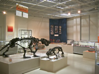 Le Musée des fossiles de Kuzuu