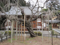 Taisanji Temple