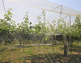 La ferme fruitière Kaneda Kajuen