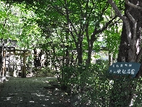 木之叶化石园