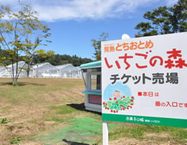 Direct Farm Sales Ichigo no Mo