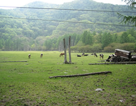 Kotoku Ranch